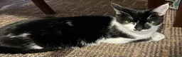 Mixed Breed cats for sale: 6 Lovely Kittens for sale  - Advert 37