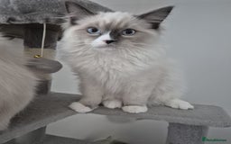 Ragdoll cats for sale: Pure Blue Point Ragdoll Mitted Male - Image 2