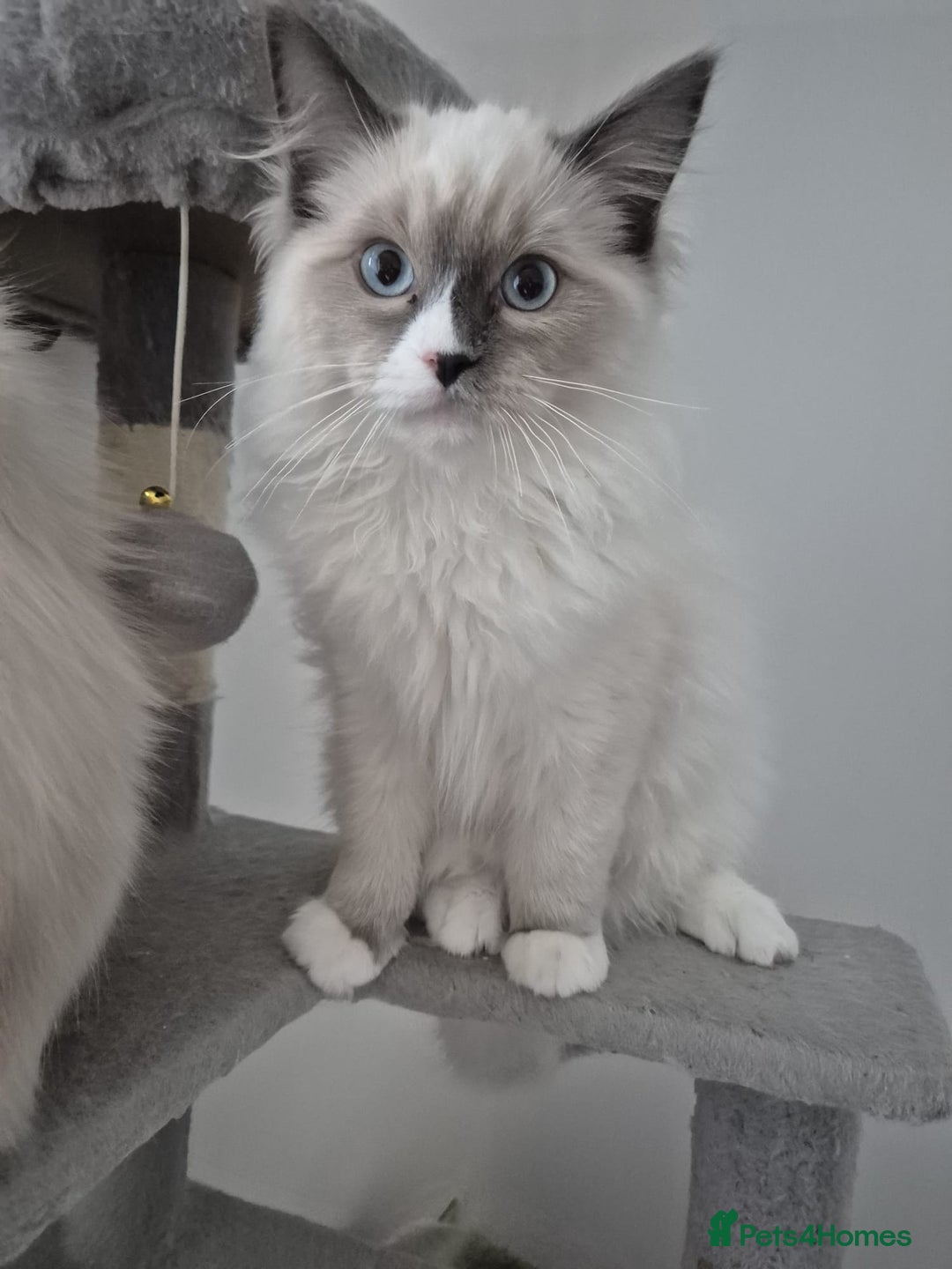 Ragdoll cats for sale: Pure Blue Point Ragdoll Mitted Male - Image 2