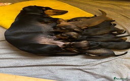 Dachshund dogs for sale: Adorable dachshund puppies - Image 4