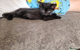 Mixed Breed cats for sale: 1 beautiful male kitten last of the litter  - Image 4