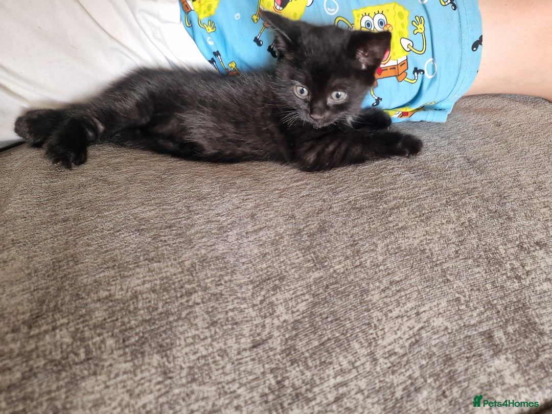 Mixed Breed cats for sale: 1 beautiful male kitten last of the litter  - Image 4