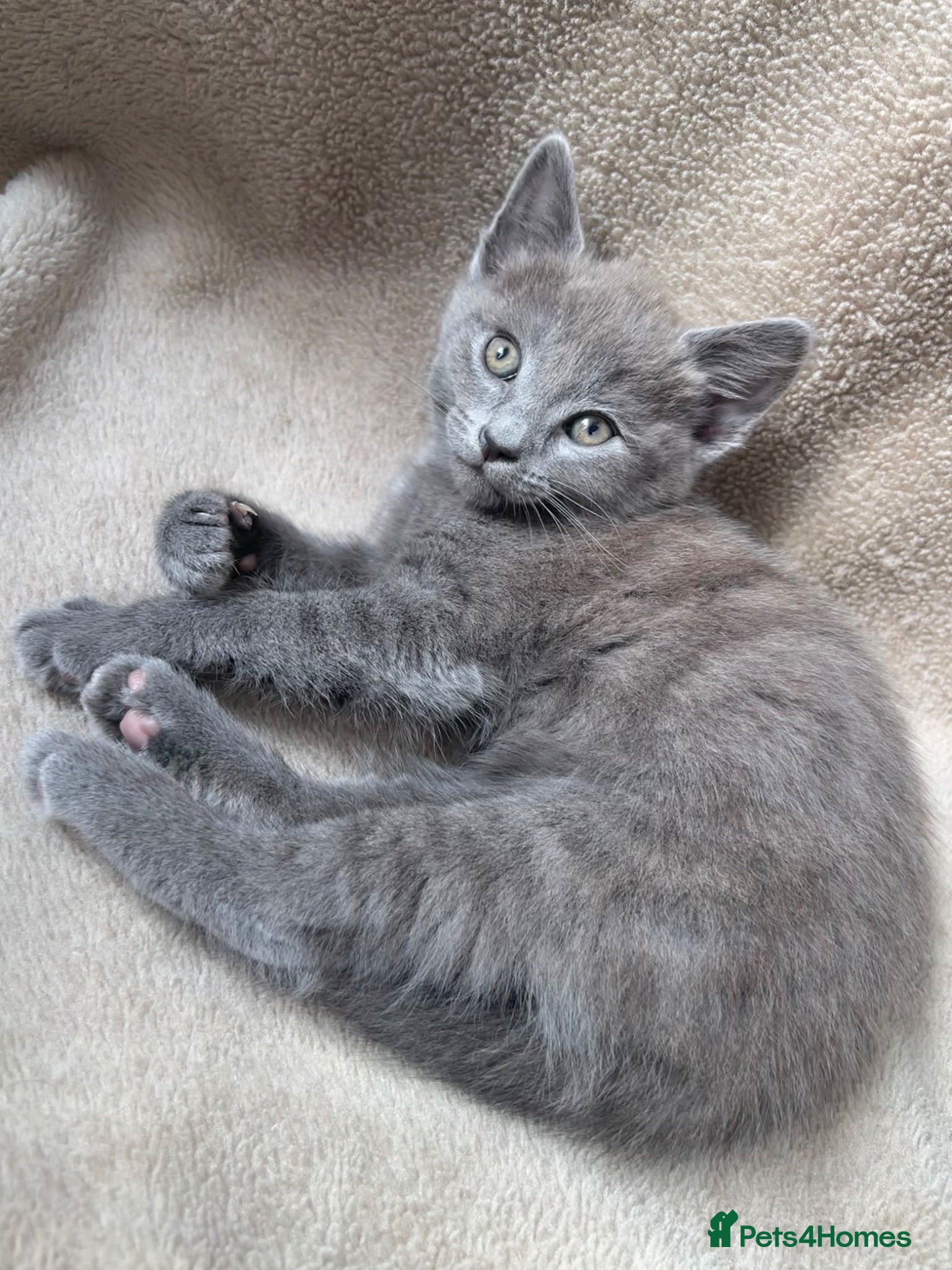 Mixed Breed cats Russian blue mixed breed kittens  - Advert 2