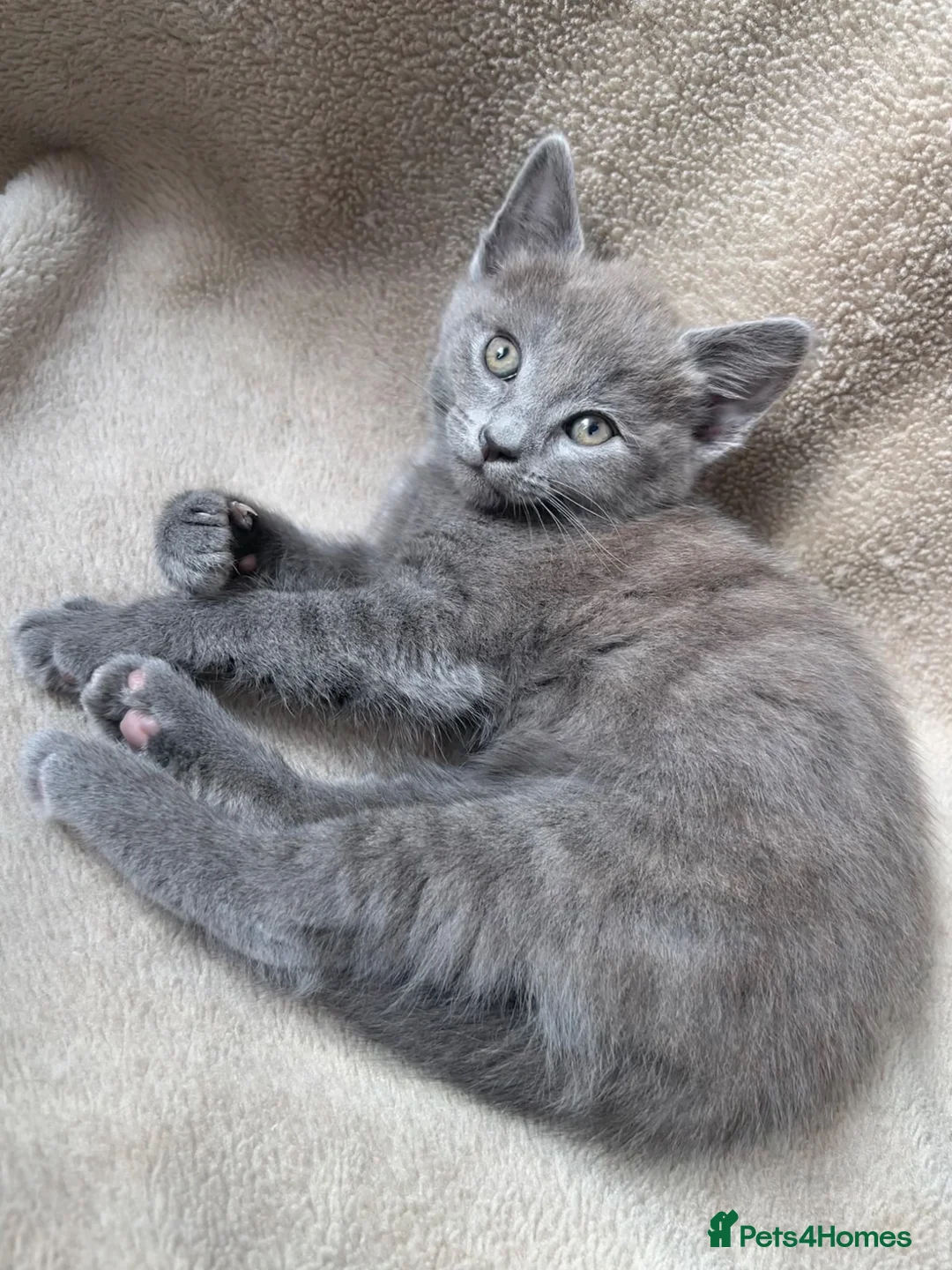 Mixed Breed cats for sale: Russian blue mixed breed kittens  - Advert 1