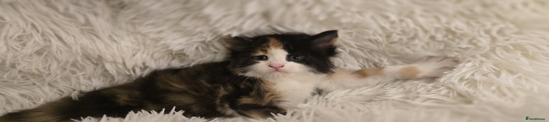 Maine Coon Kitten 2