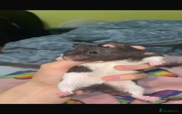 Hamster rodents for sale: Male hamster named cookie  - Image 1