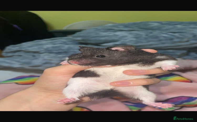 Hamster rodents - Advert 4