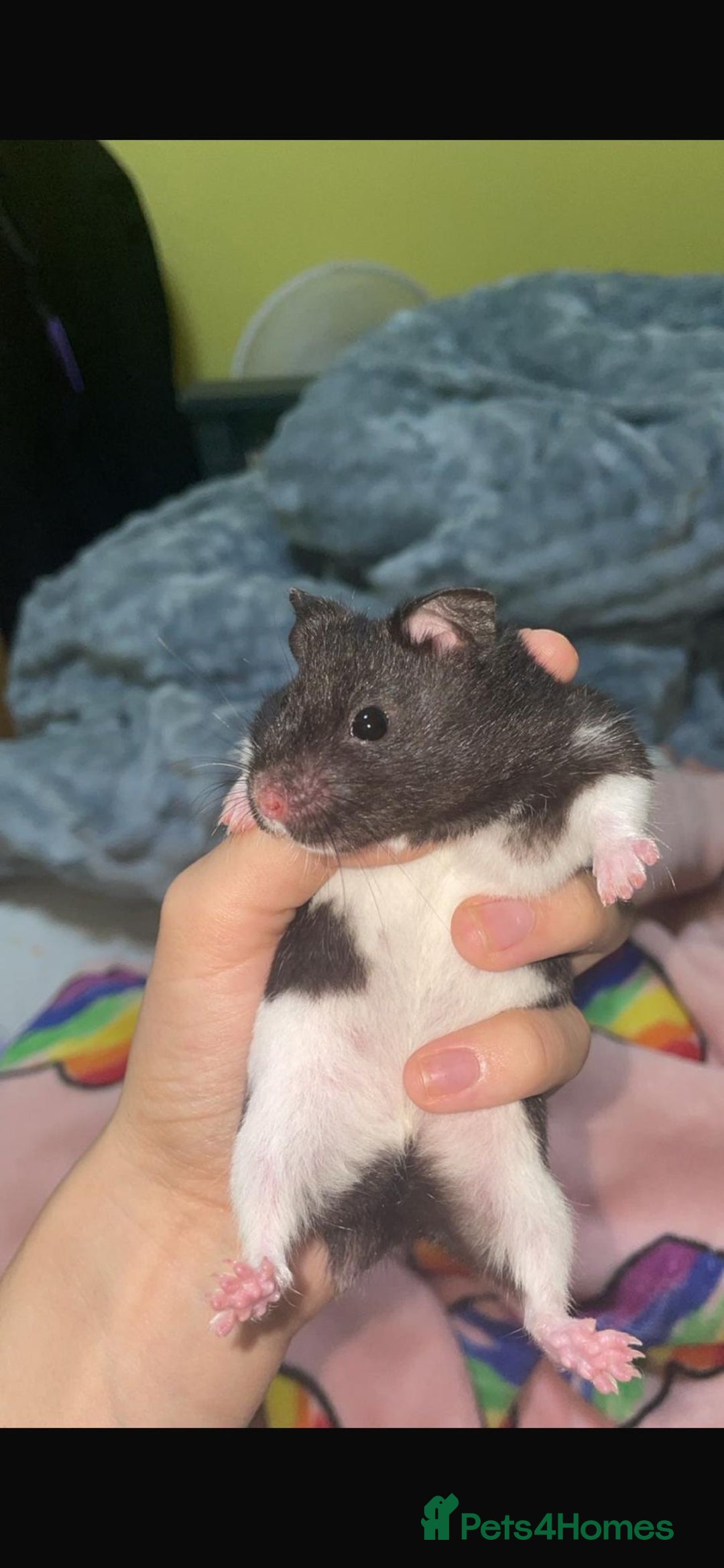 Hamster rodents for sale: Male hamster named cookie  - Image 1