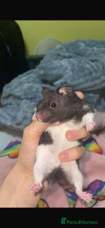 Hamster rodents - Advert 1