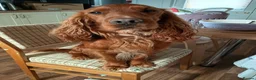 Cocker Spaniel dogs for sale: Well trained, loyal, cocker spaniel boy - Advert 3