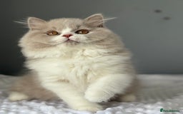 British Longhair cats for sale: Gccf registered-lilac bi kittens-ready now  - Image 4