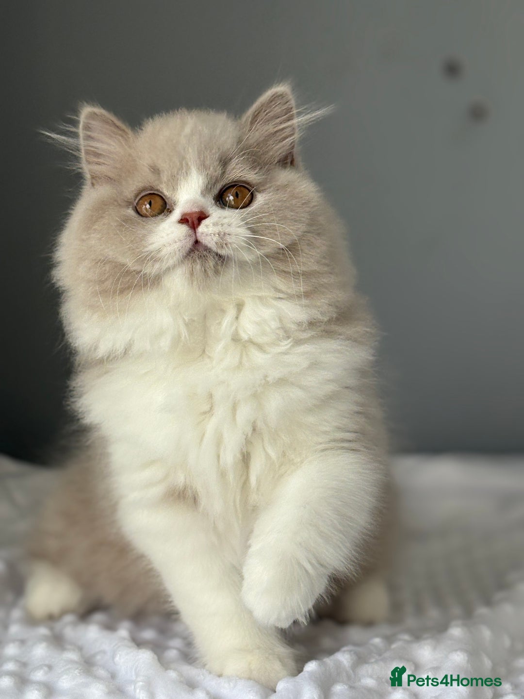 British Longhair cats for sale: Gccf registered-lilac bi kittens-ready now  - Image 4