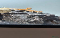 Bearded Dragon reptiles for sale: Bearded dragons  - Image 18