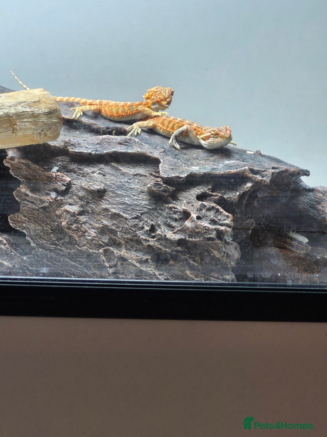 Bearded Dragon reptiles for sale: Bearded dragons  - Image 18