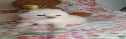 Ragdoll cats for sale: 💖 Two Gorgeous Ragdoll girls for sale 💖 - Advert 9