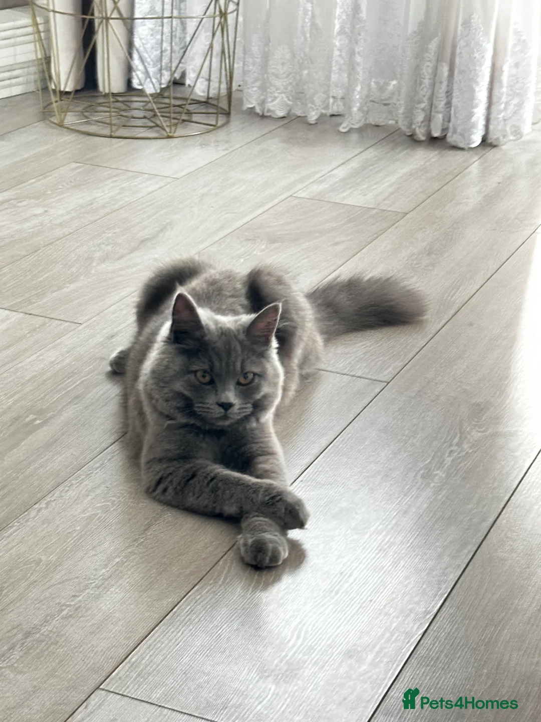 Mixed Breed cats for sale: Scottish fold and British long hair mix in Daventry - Advert 1