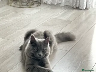 Mixed Breed cats Scottish fold and British long hair mix - Advert 1