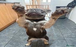 French Bulldog dogs for sale: 1 year old French bulldog - Image 4