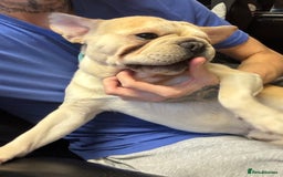 French Bulldog dogs for sale: Rojo & tan Female & Male - Image 6