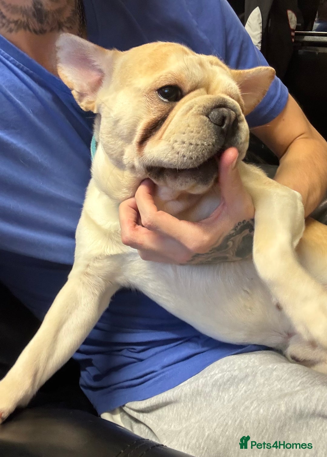 French Bulldog dogs for sale: Rojo & tan Female & Male - Image 6