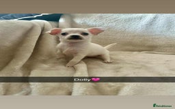 Chorkie dogs for sale: 3 beautiful white girls waiting for perfect homes - Image 2
