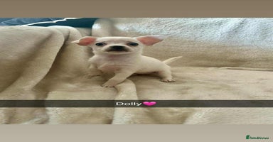 Chorkie dogs - Advert 4
