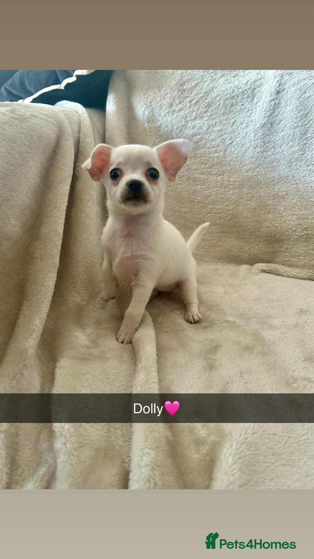 Chorkie dogs for sale: 3 beautiful white girls waiting for perfect homes - Image 2