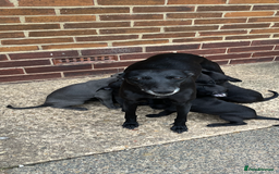 Whippet dogs for sale: 🐾 KC Registered Black Whippet Puppies 🐾 - Image 31