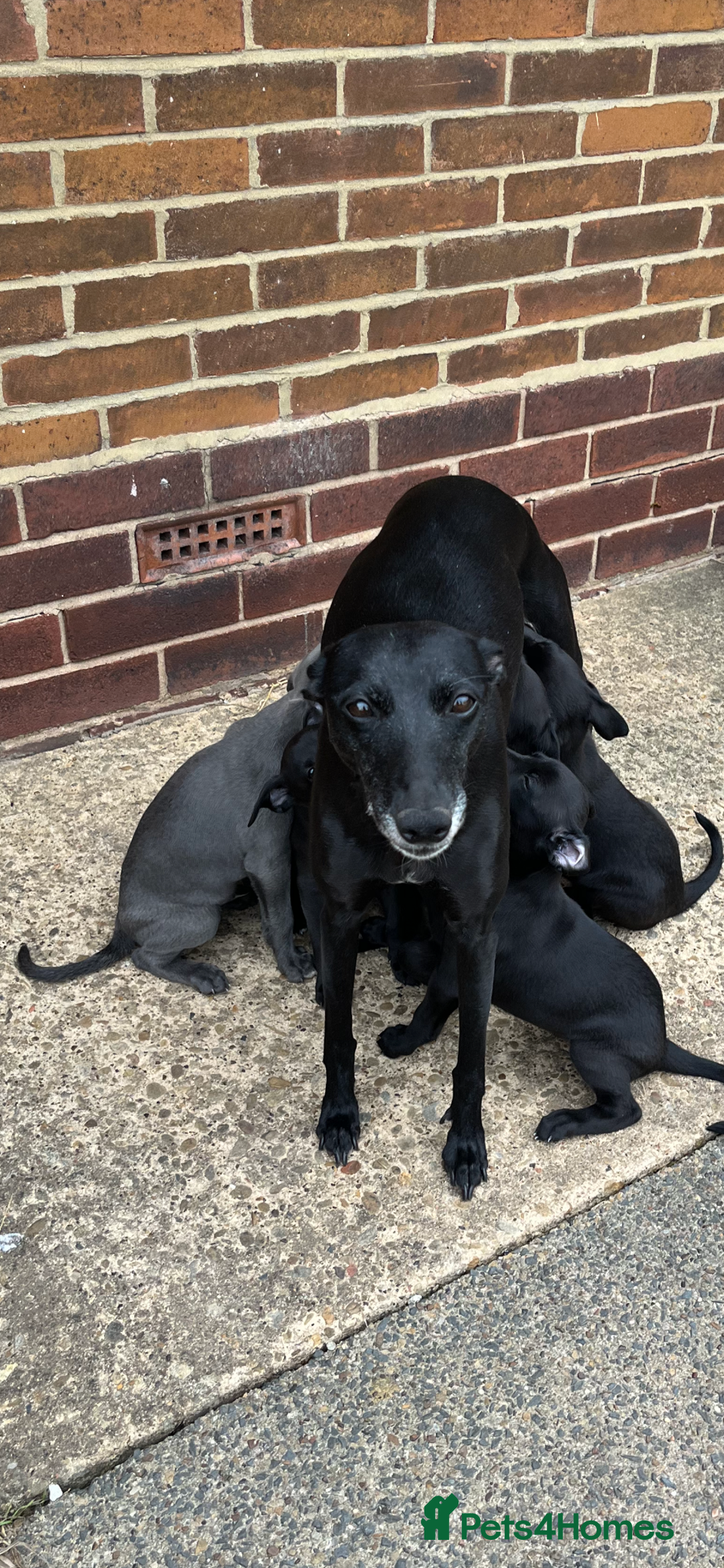 Whippet dogs for sale: 🐾 KC Registered Black Whippet Puppies 🐾 - Image 31