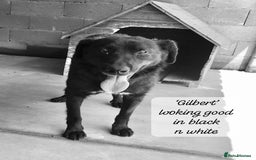 Mixed Breed dogs for adoption: Gilbert, 6 yrs old. Reserved stc. - Image 7