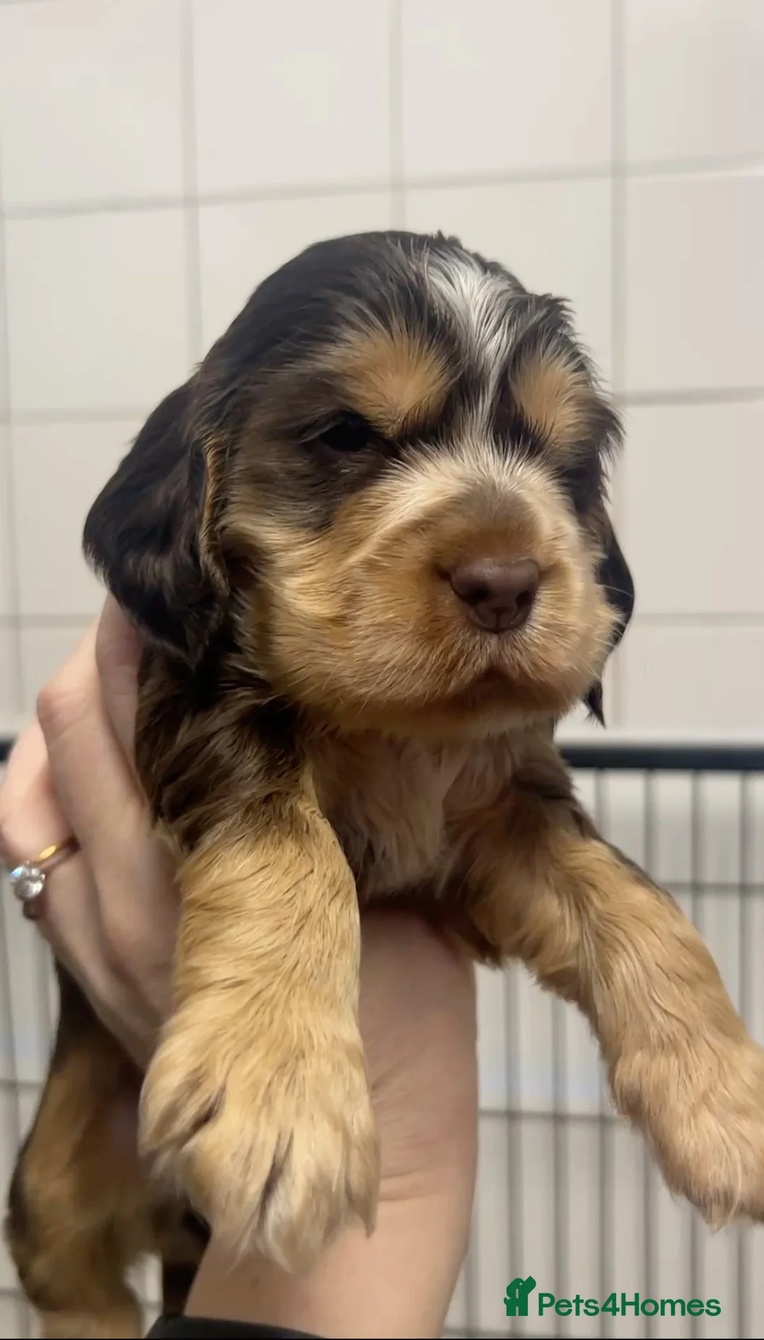 Cocker Spaniel dogs for sale: Cocker Spaniel Show Type Pups KC registered  - Advert 1