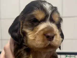 Cocker Spaniel dogs Cocker Spaniel Show Type Pups KC registered - Advert 1