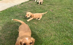 Mixed Breed dogs for sale: Jackapoo spaniel cross - hound puppies  - Image 23