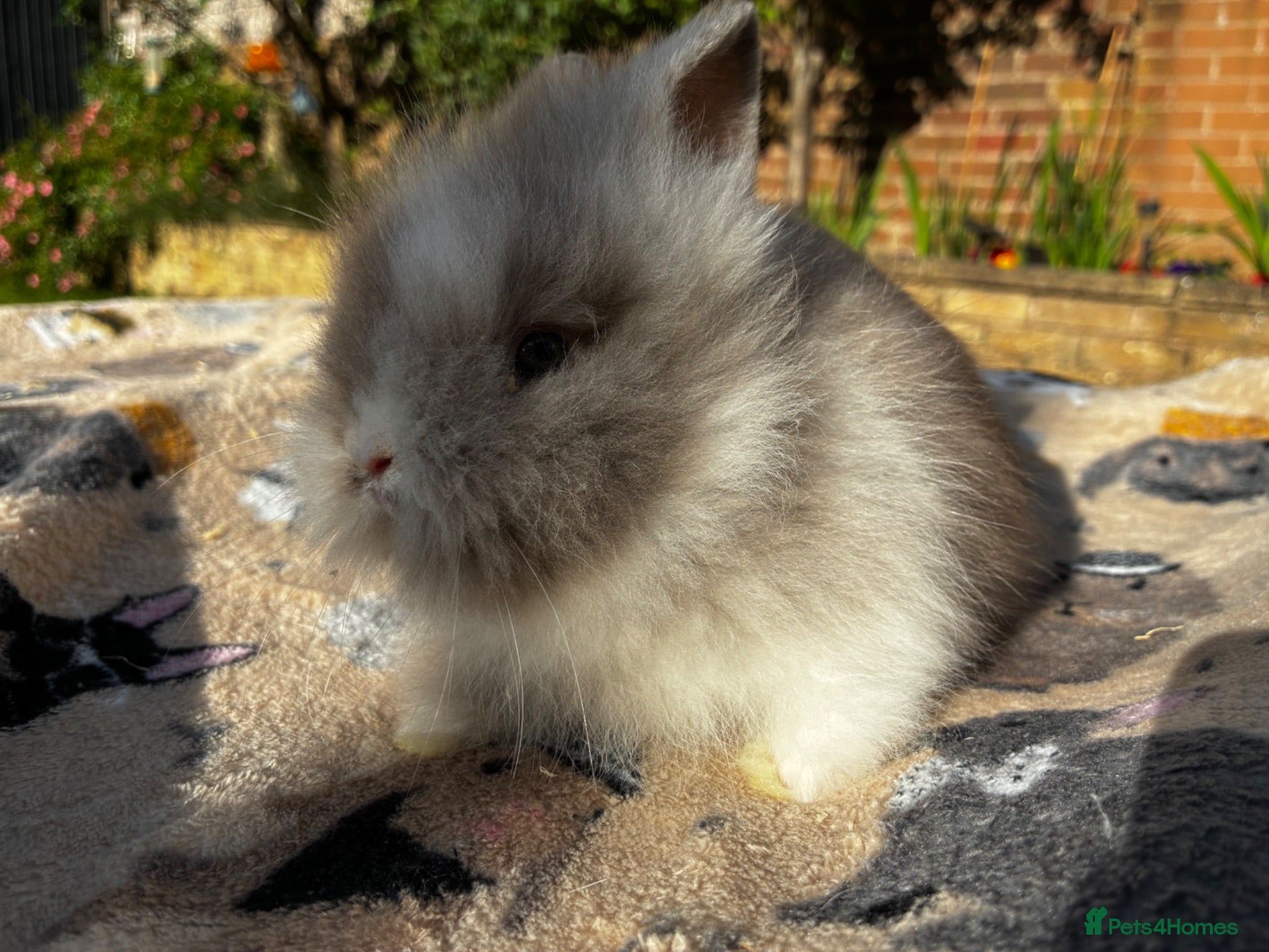 Lionhead rabbits PURE BRED LIONHEAD BABIES - Advert 2