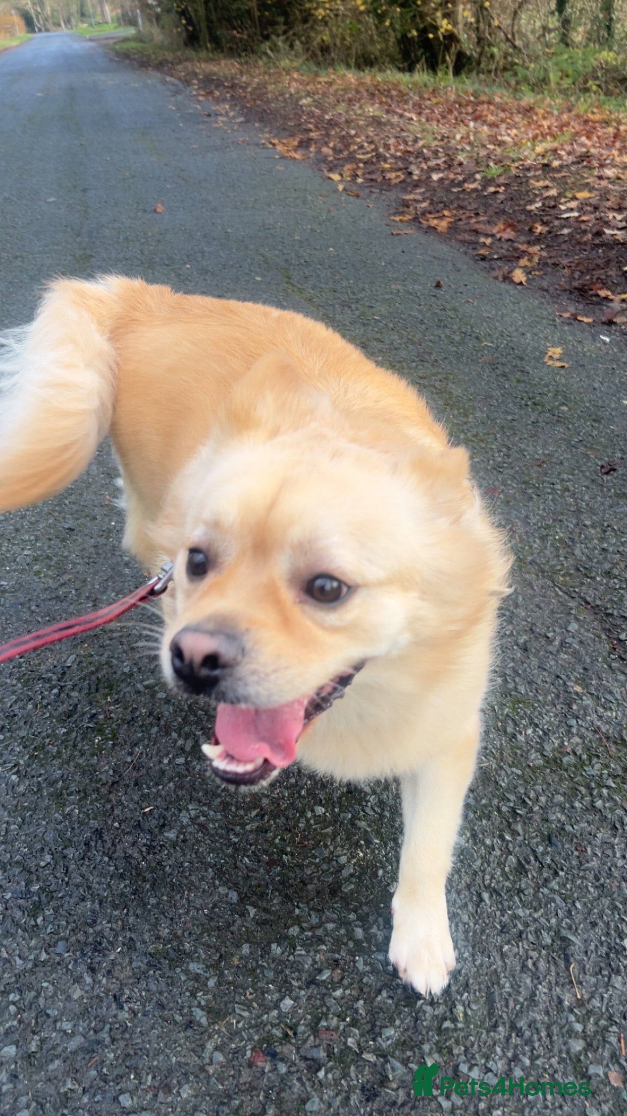 Mixed Breed dogs Energetic dog for rehoming  - Advert 13