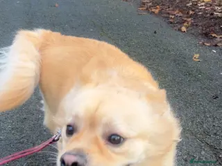 Mixed Breed dogs Energetic dog for rehoming - Advert 20