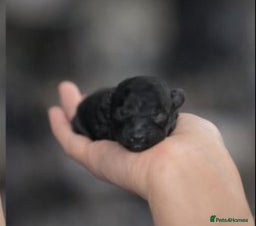 Toy Poodle dogs Beautiful toy poodle girl  - Advert 16