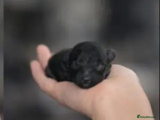 Toy Poodle dogs Beautiful toy poodle girl - Advert 16