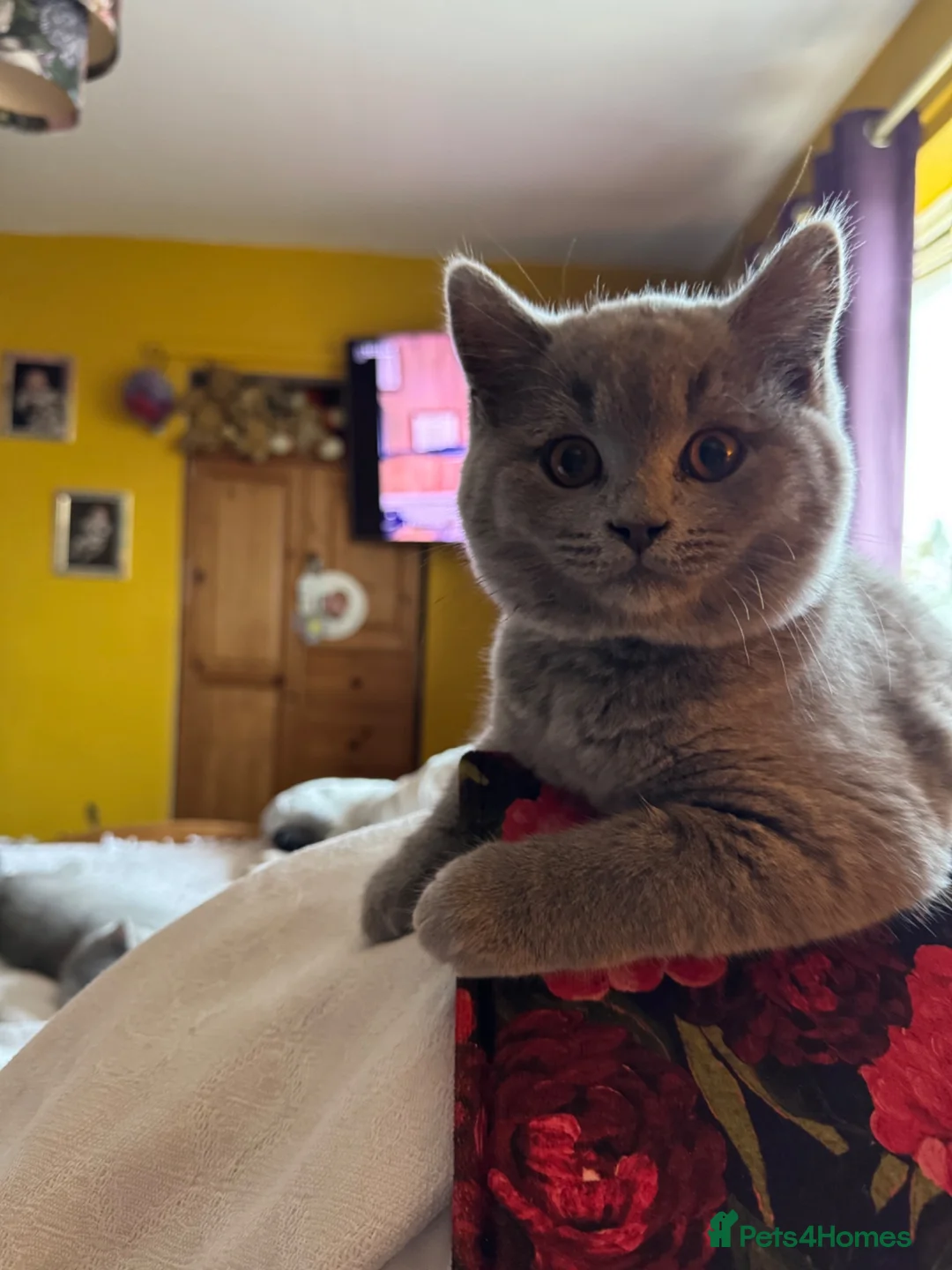 British Shorthair cats for sale: Bsh blue boy  gccf registered  - Advert 1