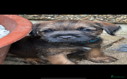 Border Terrier dogs for sale: Outstanding Quality KC Border Terriers  - Image 7
