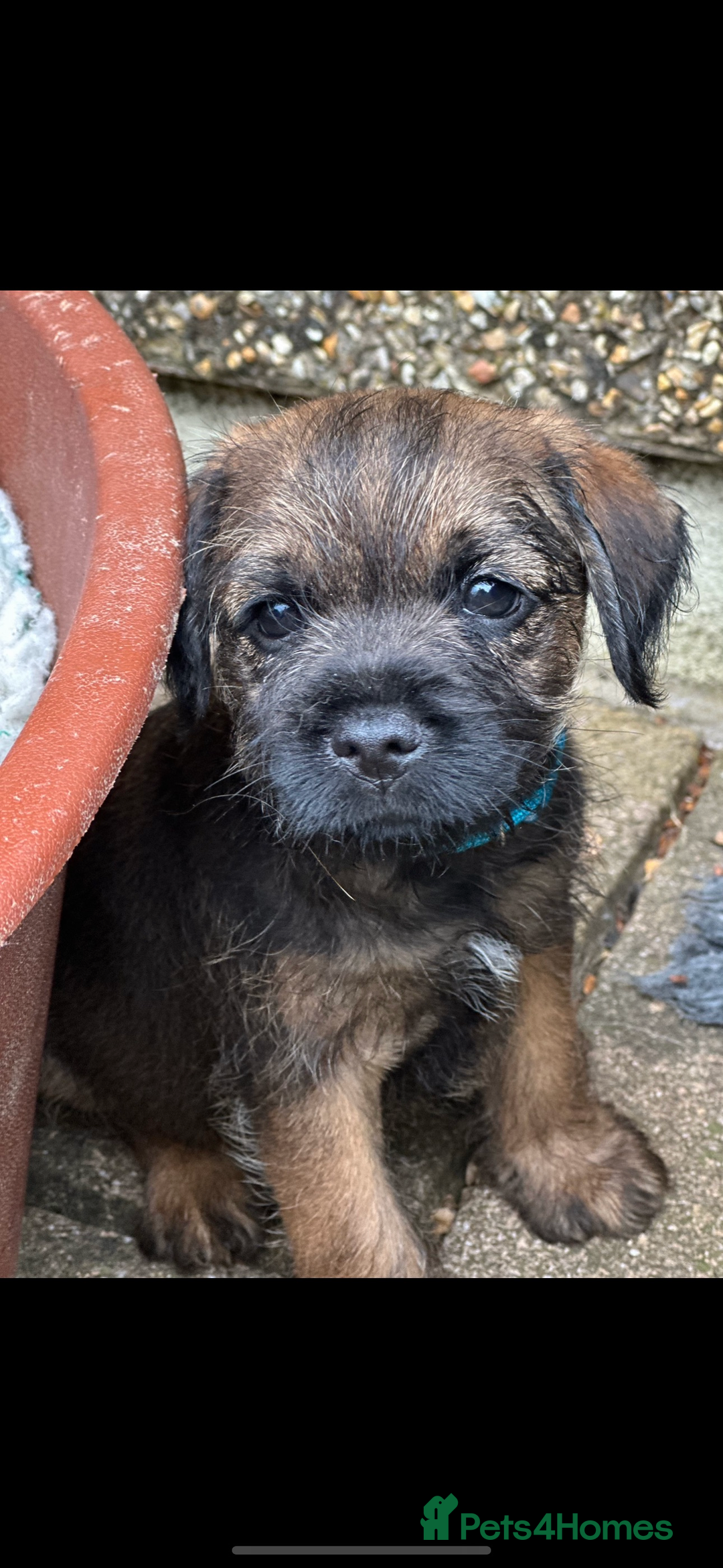 Border Terrier dogs for sale: Outstanding Quality KC Border Terriers  - Image 7