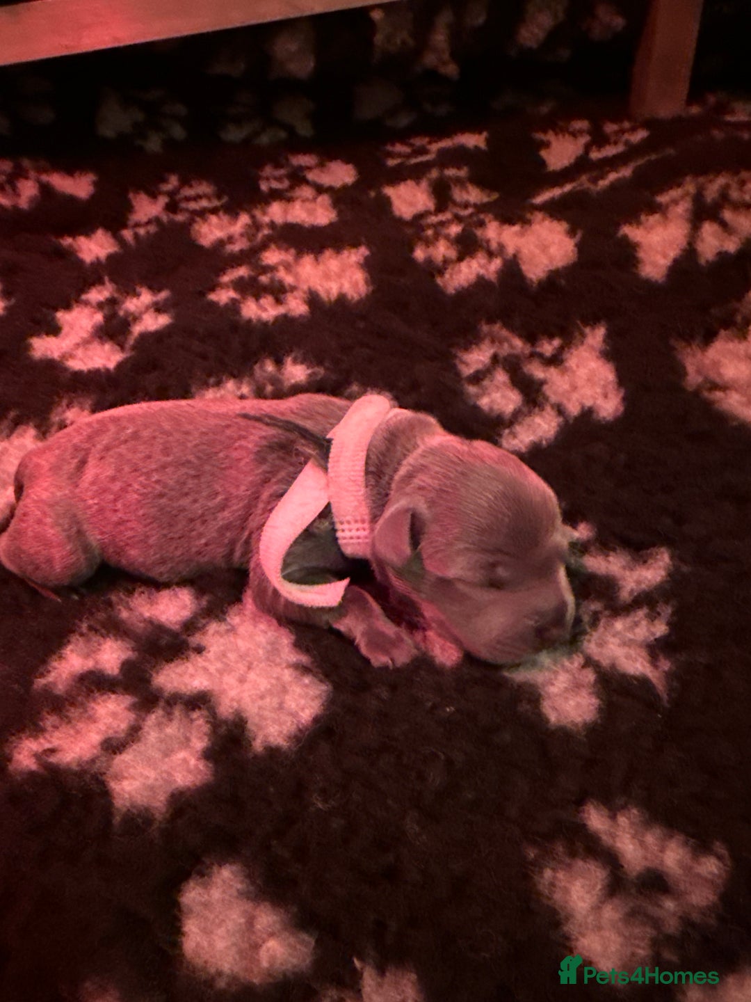 Staffordshire Bull Terrier dogs for sale: 6 Exclusive Champion blood Multi international - Image 7