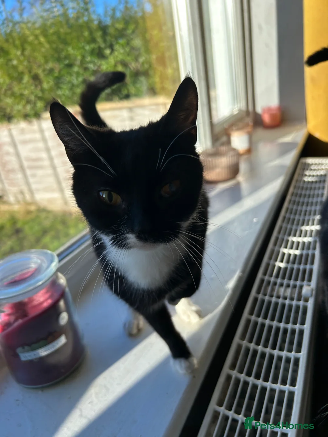 Mixed Breed cats for sale: Two cats - Advert 1