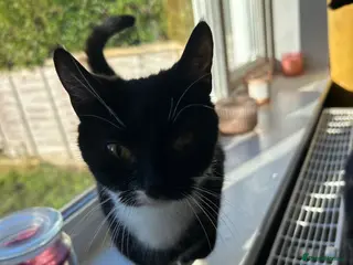 Mixed Breed cats Two cats - Advert 1