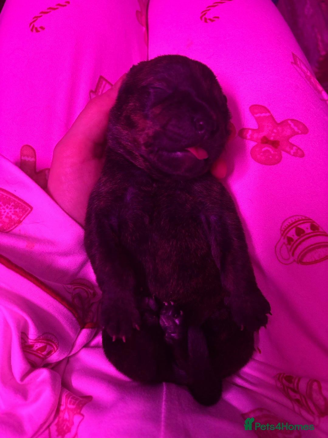Mixed Breed dogs for sale: Rottweiler x Staffordshire bull terrier puppies - Image 6