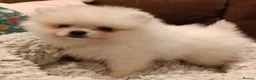 Pomeranian dogs for sale: Pom puppies with Kc reg , pedigree for sale - Advert 7