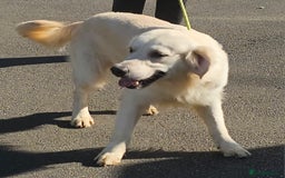 Golden Retriever dogs for stud: Extensively health tested show type kc reg in Bedford - Image 3