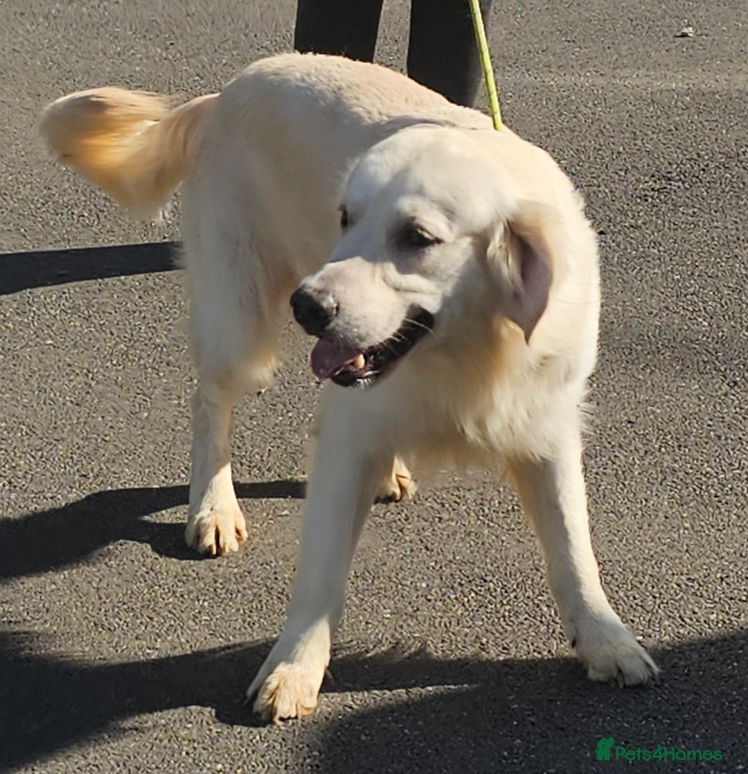 Golden Retriever dogs for stud: Extensively health tested show type kc reg in Bedford - Image 3