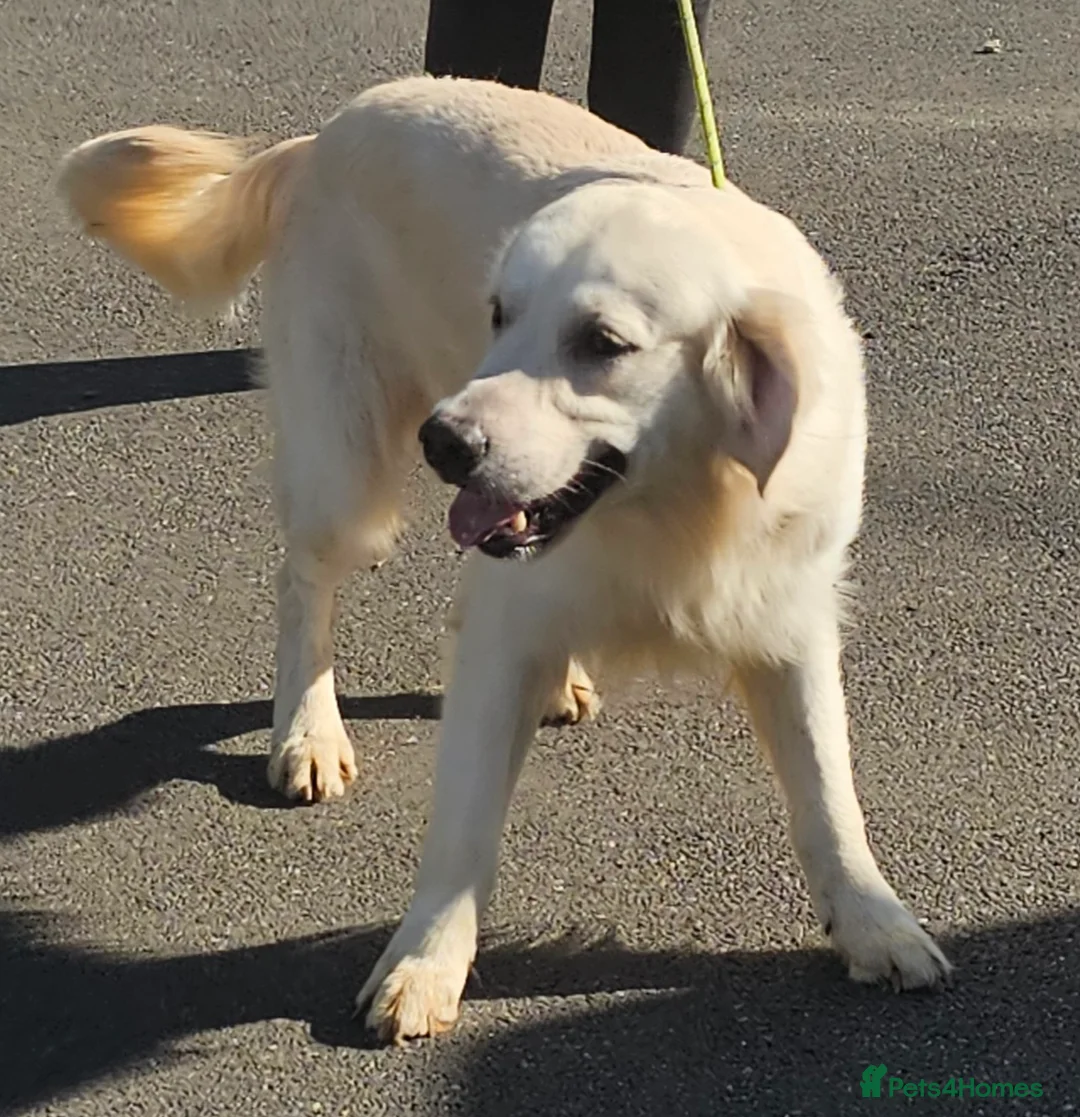 Golden Retriever dogs for stud: Extensively health tested show type kc reg in Bedford - Advert 3