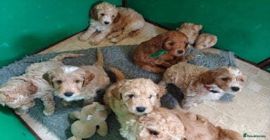 Cockapoo dogs - Advert 2